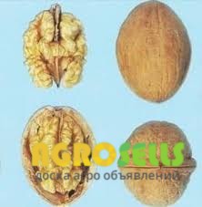 Продам саженцы грецкого ореха