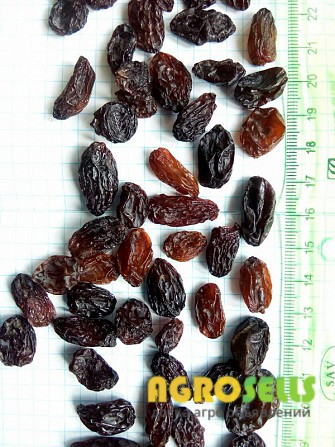Продам изюм от 42 грн за кг. Крупный опт от 20 тонн