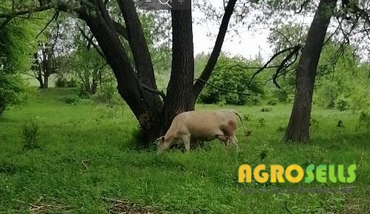 Продам корову