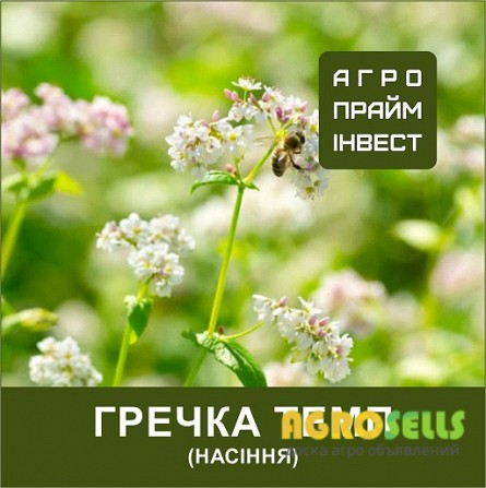Насіння ультраранньої гречки Темп