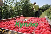 Куплю малину 2019