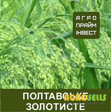 Просо Полтавське золотисте
