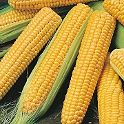 Продам сахарную кукурузу в початках.