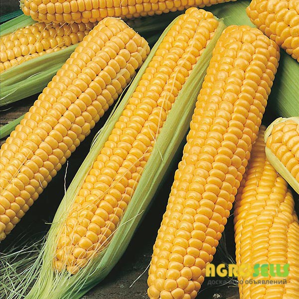 Продам сахарную кукурузу в початках.