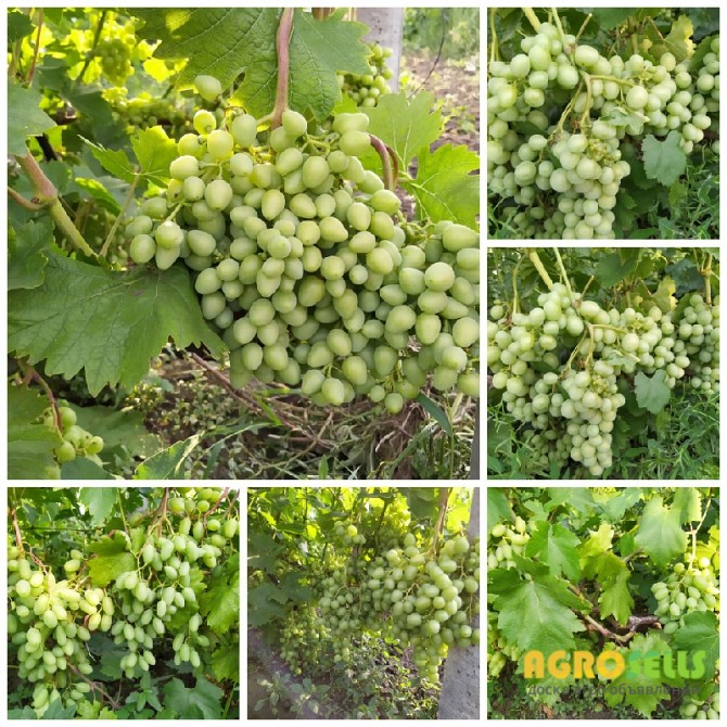 Продам виноград столовых сортов