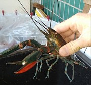 Австралийский красноклешневый рак АККР малек