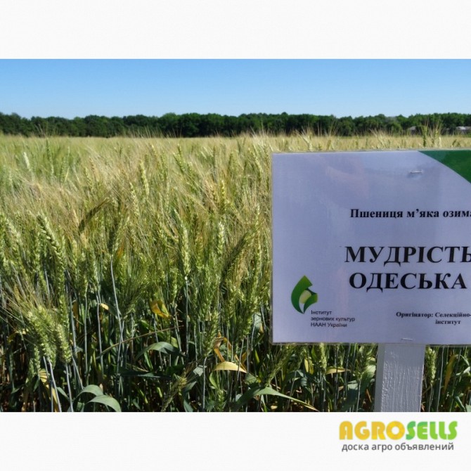 Семена озимой пшеницы Мудрость Одесская, 76-115 ц/га