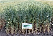 Семена озимой пшеницы Подолянка, урожайность 75,2-113 ц/га