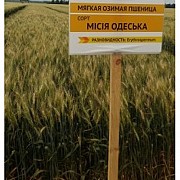 Семена озимой пшеницы Миссия Одесская, урожайность 115-120 ц