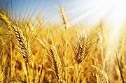 Насіння озимої пшениці Антонівка, урожайність 48,6-87,5 ц/га