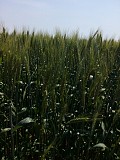 Насіння озимої пшениці Лісова Пісня, урожайність 80-82 ц/га