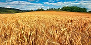Куплю зерновые и отходы зерновых.