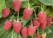 Куплю малину для заморозки