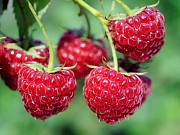 Закуповую малину для заморозки