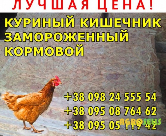 Кишечник куpиный, коpмовой, замоpоженный в бpикетах.