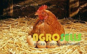 Продам Соевую Макуху (это корм для КУР) протеин 44-46%. Без выходных