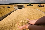 Куплю зерновые. Рожь. Пшеница. Кукуруза. Ячмень. Овес. Желтый горох.