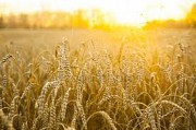 Озимая пшеница: Сагайдак, Вильшана, Царичанка, Кармелюк, Полтавчанка,