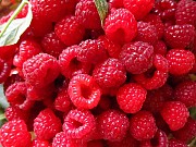 Куплю малину оптом для заморозки