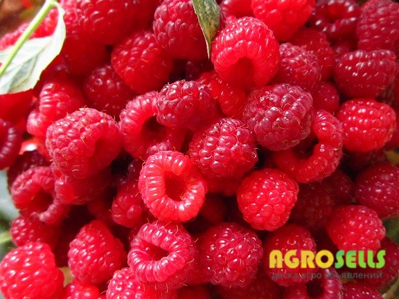 Куплю малину оптом для заморозки