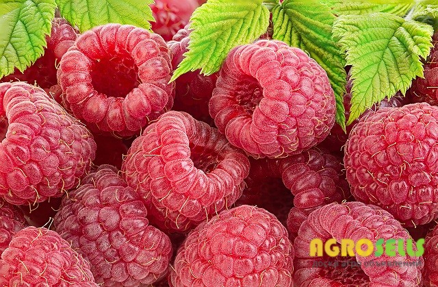 Куплю свежую малину оптом