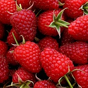Куплю малину для заморозки оптом