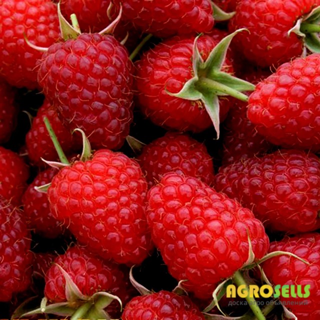 Куплю малину для заморозки оптом