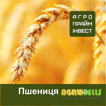 Пшениця озима сертифікована