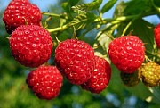 Куплю малину для заморозки. Малина продать.
