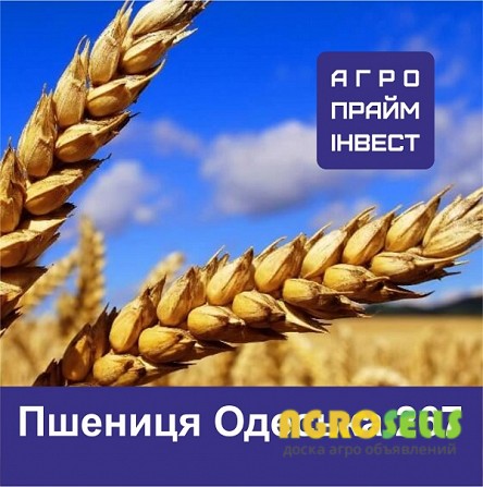 Пшениця Одеська 267