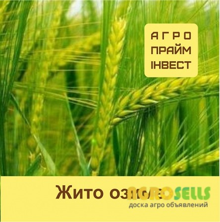 Жито озиме