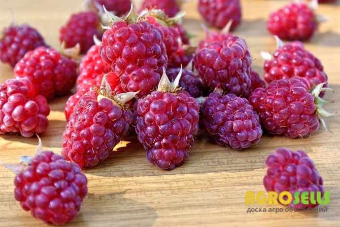 Малина куплю. Малину для заморозки.