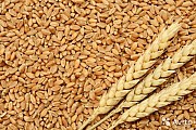 Продам семенную без остую пшеницу Колония