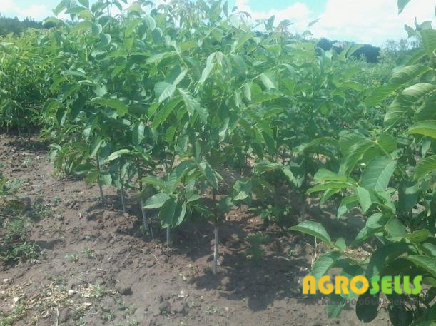 Продам саженцы плодовые деревья грецкий орех фундук. Кустарники