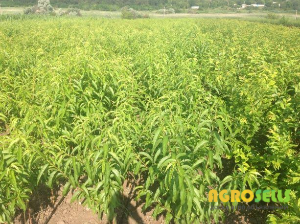 Продам саженцы плодовые деревья грецкий орех фундук. Кустарники