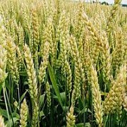 Семена озимой пшеницы "КУБУС" KWS 1р. Эл.