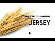 Семена озимой пшеницы "Джерси"