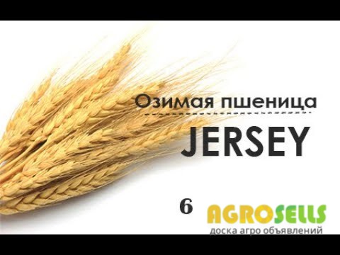Семена озимой пшеницы "Джерси"