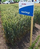 Продам насіння озимої пшениці Понтікус урожай 2019 р.