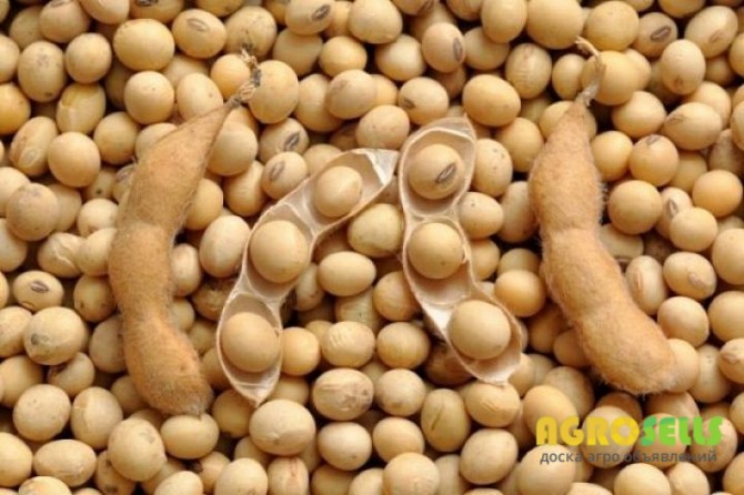 Закупаем ОПТОМ: Ячмень, Кукурузу, СОЮ! ПО ВСЕМ РЕГИОНАМ УКРАИНЫ!