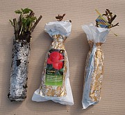 Купить саженцы роз из питомника.