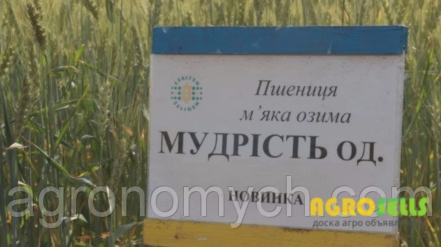 Насіння м'якої озимої пшениці Мудрість Одеська (1 репродукція)
