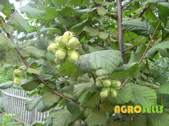 Саженцы орехов купить. Саженцы фундука