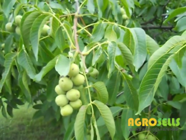 Саженцы орехов купить. Саженцы фундука