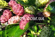 Саженцы шелковицы