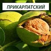 Саженцы ореха грецкого