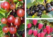 Малина. Смородина. Голубика. Крыжовник. Клубника. Ежевика. Йошта.