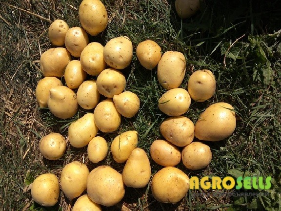 Продам картофель