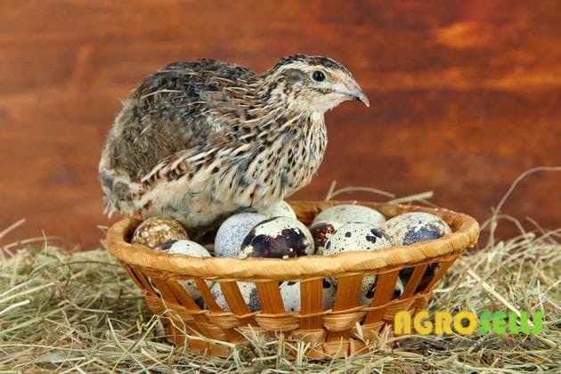 Продаж перепелиних яєць.Домашні 22грн лоток 20шт