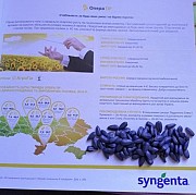 Соняшник Опера ПР (Syngenta)